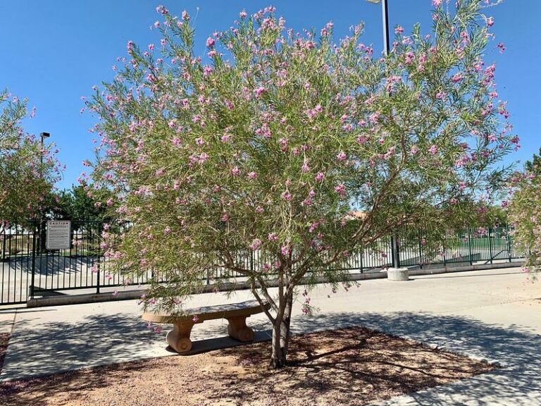 The Native Arizona Tree Homeowners Are Planting Instead Of Fast-Fading Bradford Pear