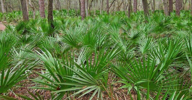 The Native Florida Plant That Covered Ancient Pine Forests Before Settlement – And Is Making A Comeback