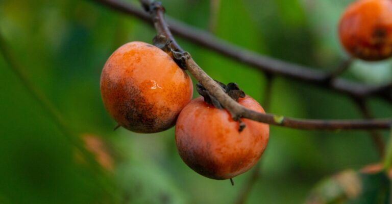 A Soft Orange Fruit Is Falling Along Missouri Fencerows In Late September