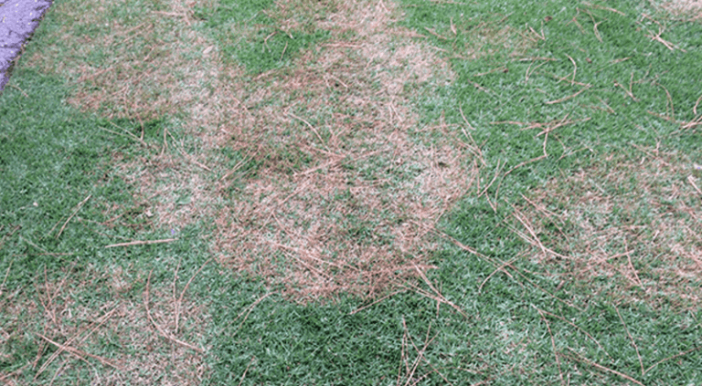 Why Your Wisconsin Lawn Turns Brown In Patches Every Fall And What Actually Fixes It