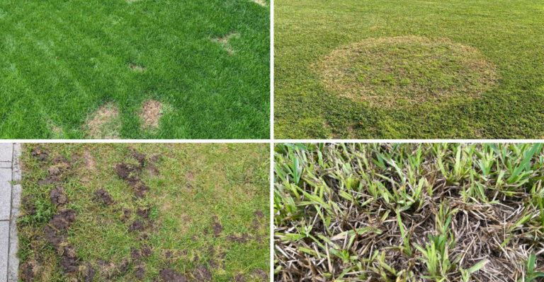 These Bare Lawn Patches Could Get Worse Before Fall Arrives