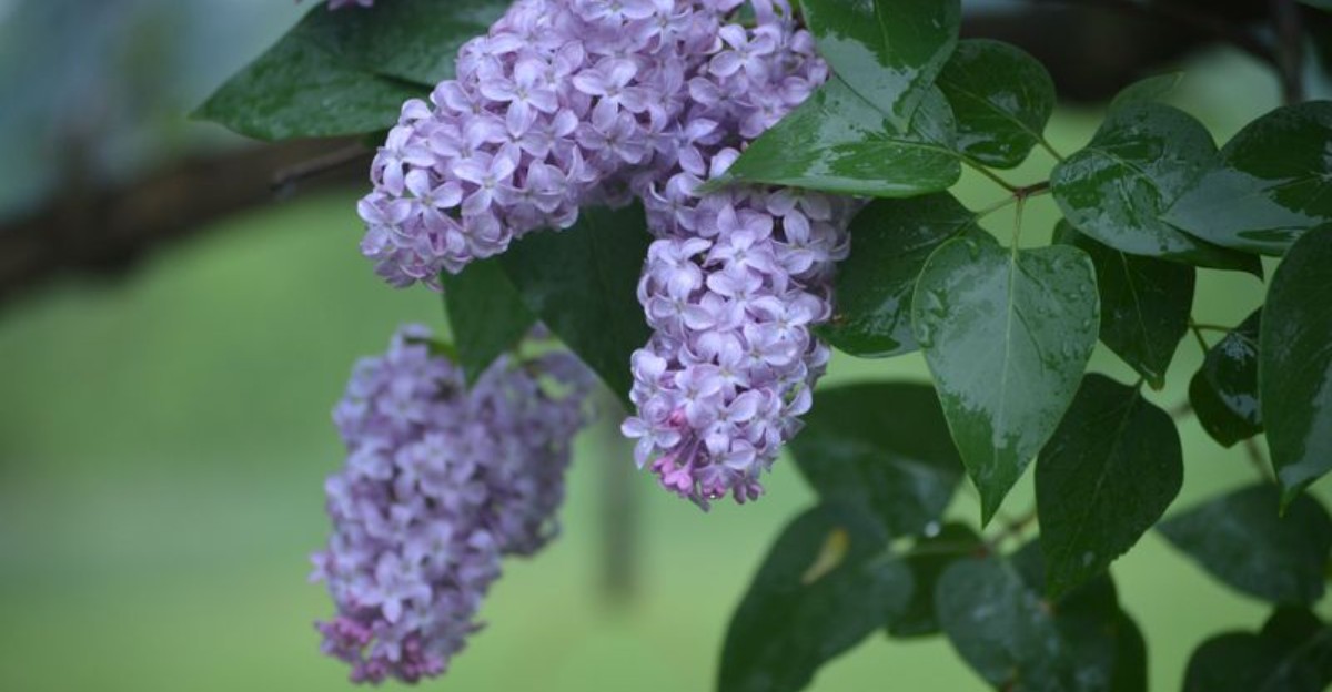 purple lilacs in full bloom