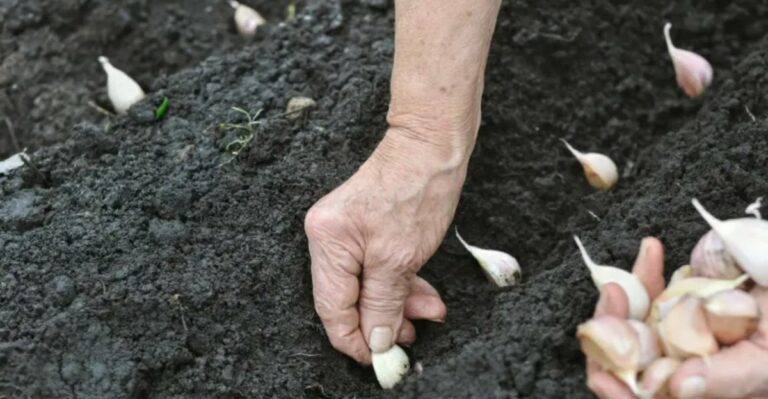 The One Thing Michigan Garlic Beds Need In September Or Next Summer’s Harvest Will Be Small
