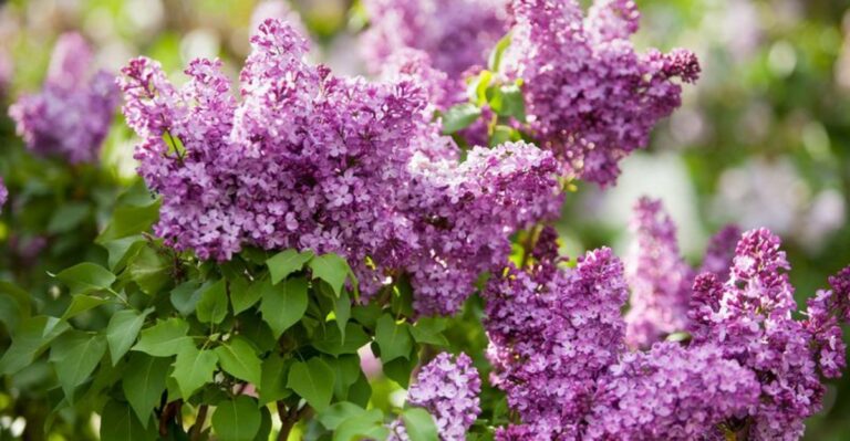 The One Thing You Must Do To Ohio Lilacs Before September Ends