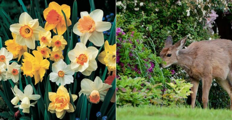 Why Daffodils Are A Safer Fall Bulb Choice For Oregon Gardens With Deer