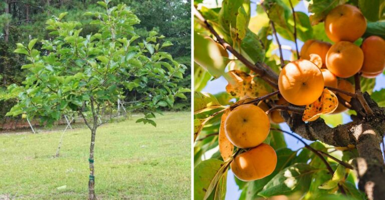 The Easiest Fruit Tree To Plant In Texas This October
