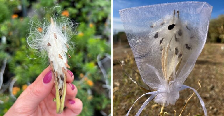 Silky Seed Pods Splitting Open In Missouri Yards Are Worth Saving