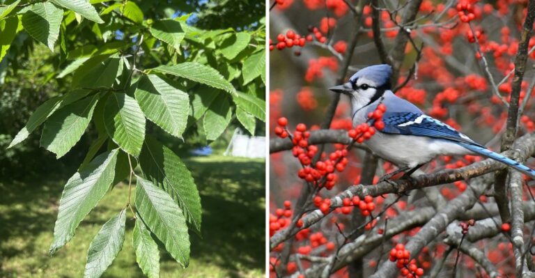 The Pennsylvania Plants Blue Jays Need More Than Another Feeder This Fall