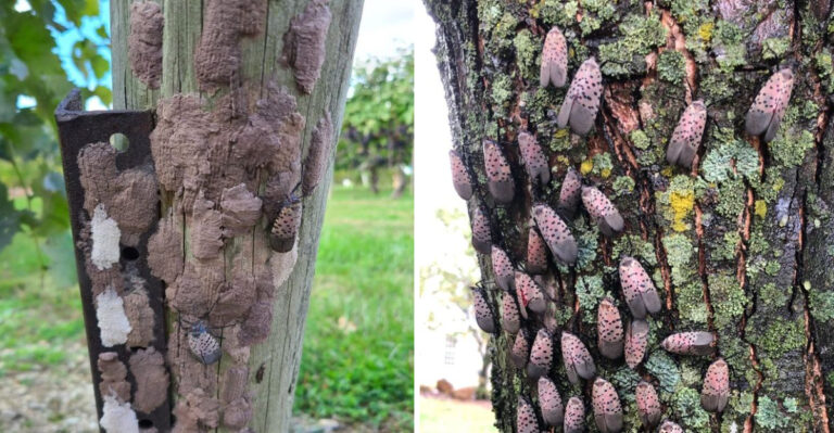 What Pennsylvania Gardeners Should Know About The Spotted Lanternfly Egg Mass Removal Window That’s Open Right Now
