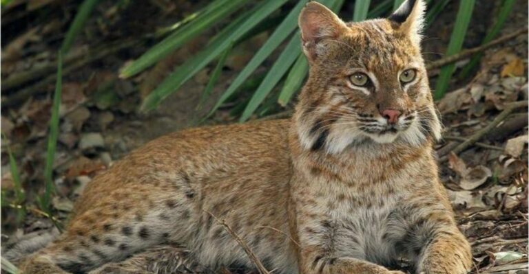 What It Means When A Bobcat Crosses Your Florida Yard