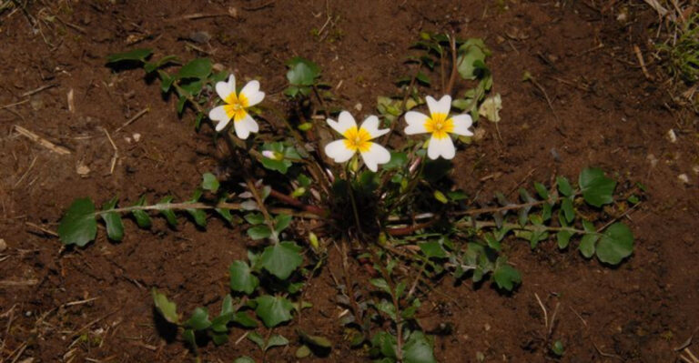 The Kentucky Wildflower That Grows Only In A Handful Of The State’s Limestone Glades