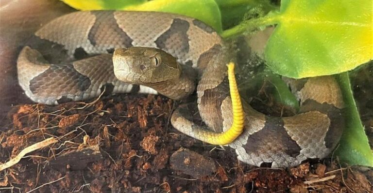 How To Spot Easy-To-Miss Baby Copperheads In New York Yards This October
