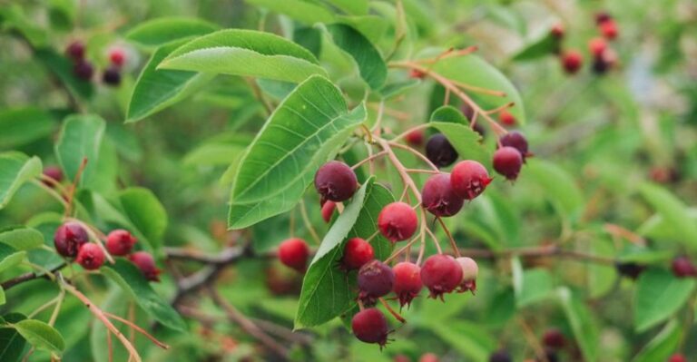 Why Pennsylvania Gardeners Should Plant Serviceberry Instead Of Another Ornamental Tree