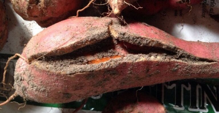 Why North Carolina Sweet Potatoes Crack In October And How To Prevent It