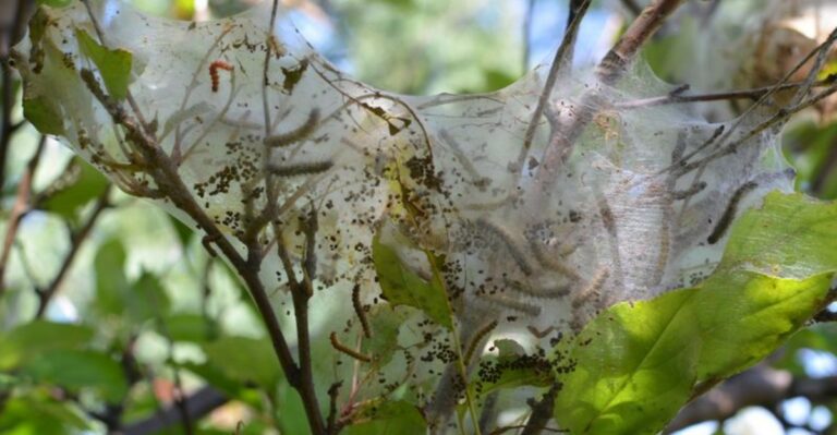 White Webbing Is Wrapped Around Missouri Tree Branches This Month