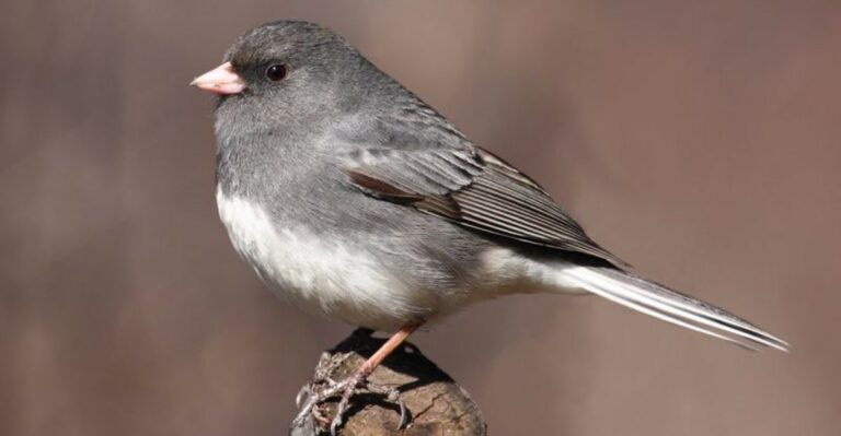 Why Juncos Arriving In Your Ohio Yard Means Winter Is Close