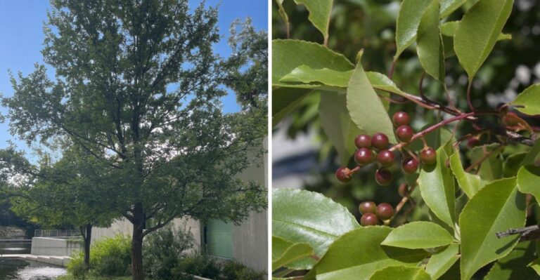 The Fire-Resistant Native Trees Texans Are Quietly Choosing Instead Of Ornamental Non-Natives