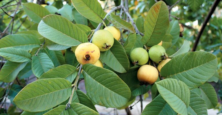 The One Fall Task California Guava Trees Need Before Nights Turn Cool