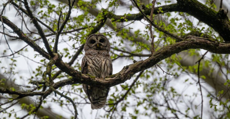 What It Means When Owls Start Calling At Night In Michigan This Fall