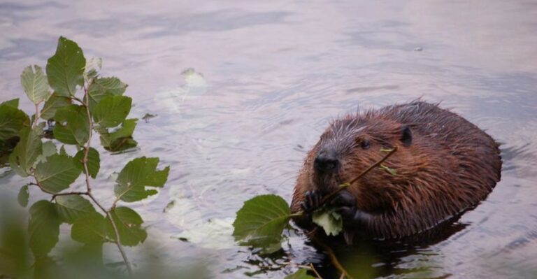 The Meaning Behind Seeing A Beaver At Work Near Your Ohio Pond