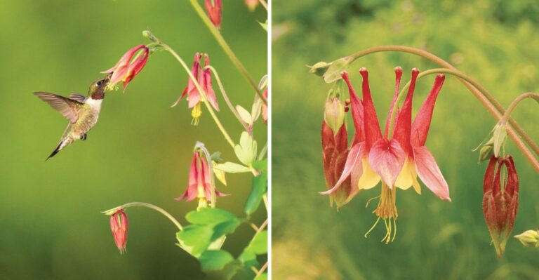 This Underrated Pennsylvania Native Fills Shady Beds And Supports More Pollinators Than Hostas
