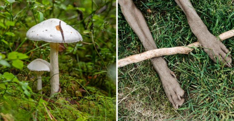 The New Jersey Lawn Mushroom Dog Owners Should Watch For After Storms