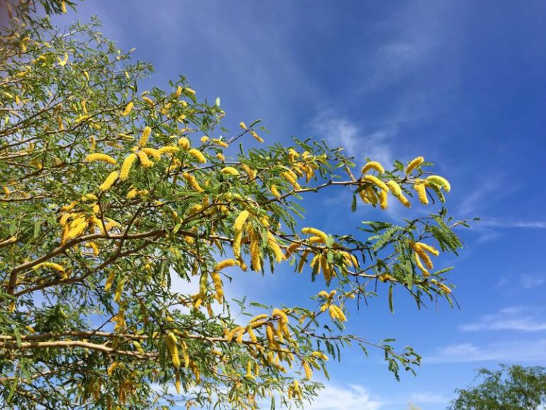 Grow These Edible Arizona Natives Along Your Fence Instead Of Thirsty Oleander