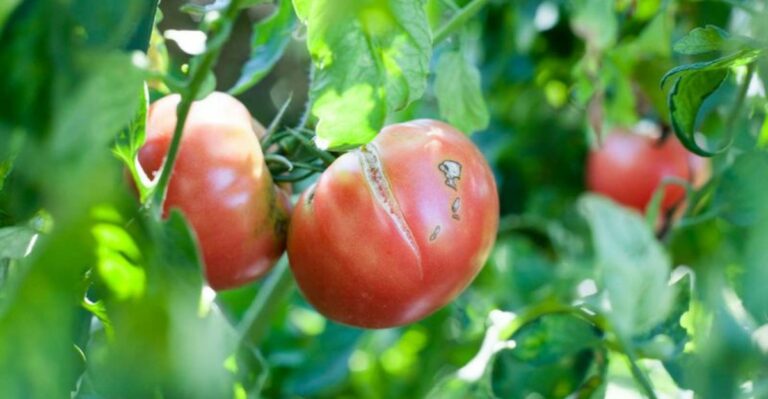 Should You Eat A Split California Tomato Or Toss It