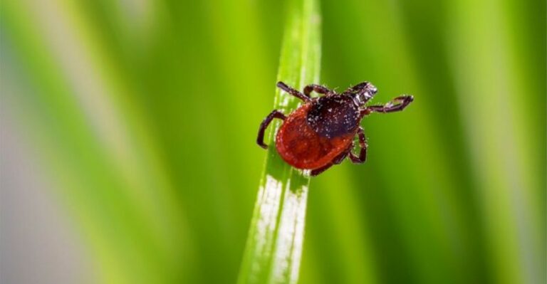 The Meaning Behind Finding More Ticks In Your Pennsylvania Garden In September