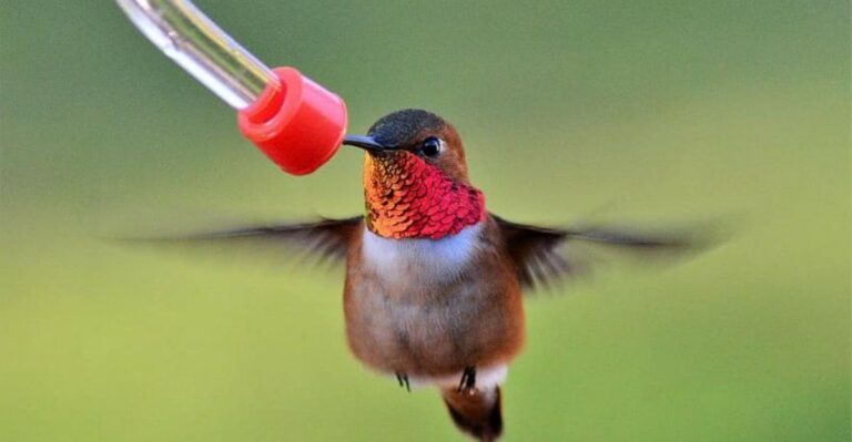 Why California Hummingbirds Suddenly Stop Visiting Feeders In Fall