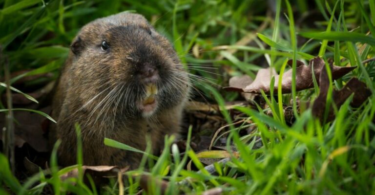 Why Pocket Gophers Love Some Florida Yards More Than Others