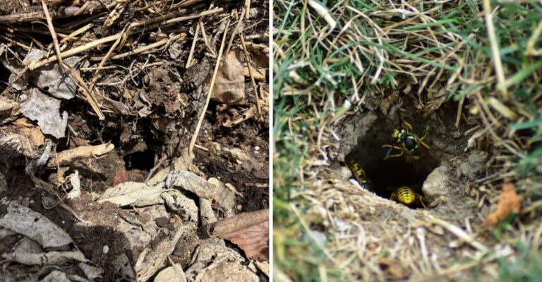 Why Some Michigan Yards Have Much Worse Yellowjacket Problems Than Others This Year