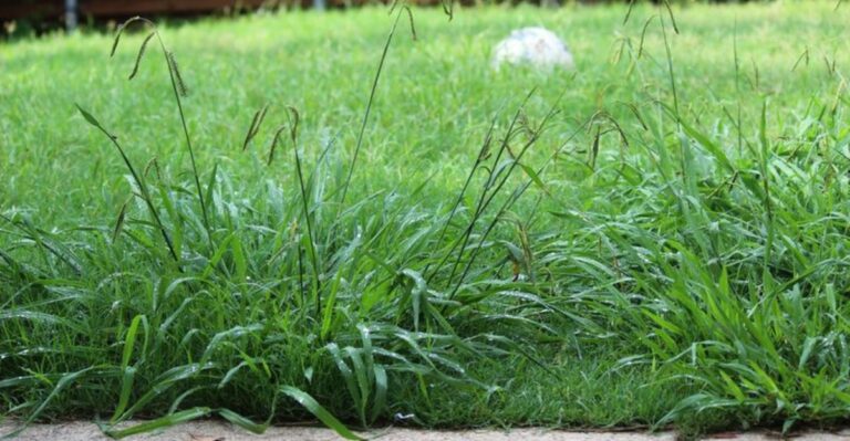 The California Lawn Task That Keeps Weeds From Taking Over By October