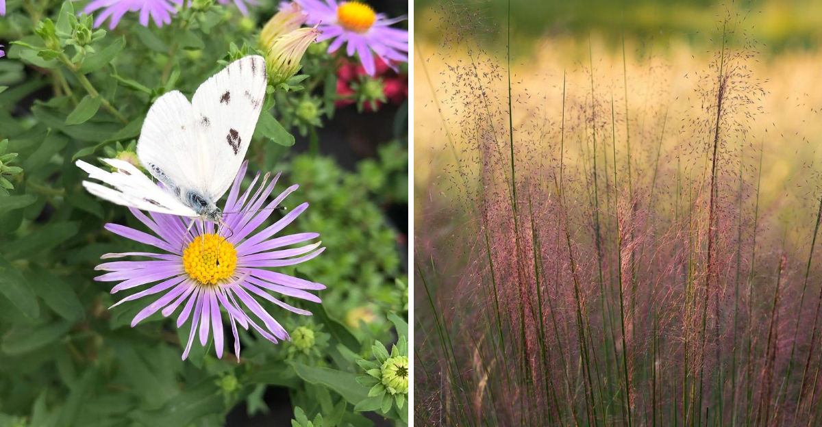 fall aster and gulf muhly