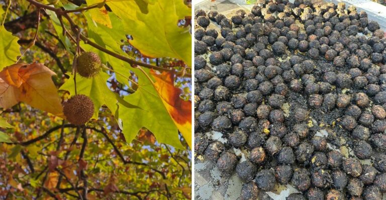 The California Tree Seeds Gardeners Can Collect And Grow This Fall
