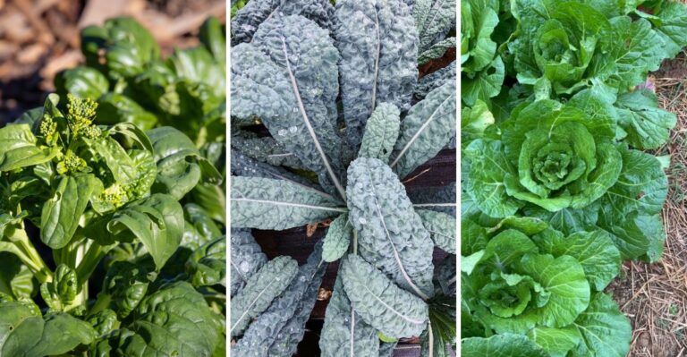 8 Fall Greens Virginia Gardeners Can Still Grow