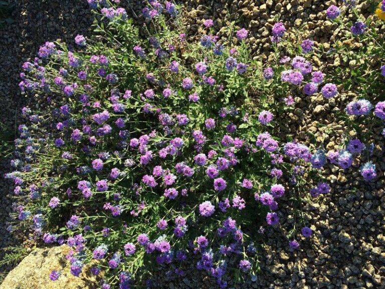 The Fastest-Filling Arizona Native Groundcovers to Plant This Fall Before Winter Rains