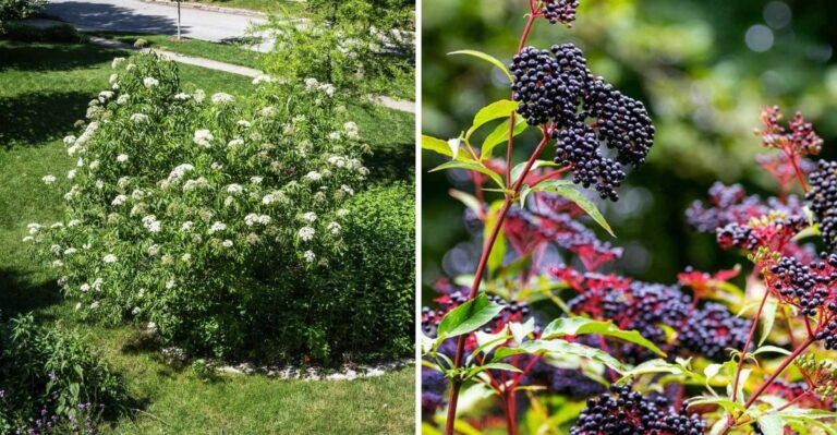 8 Reasons To Plant Elderberry In Your Texas Yard (And How To Get One Started This Fall)
