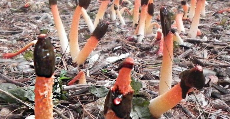 A Foul Smelling Mushroom Is Popping Up In New Jersey Mulch Beds And Nobody Warned Homeowners