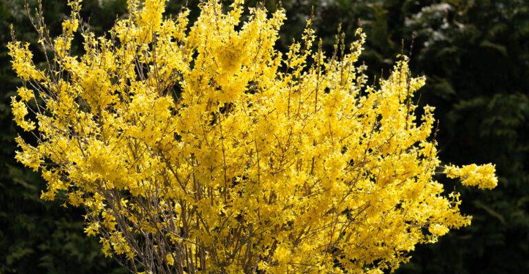 forsythia