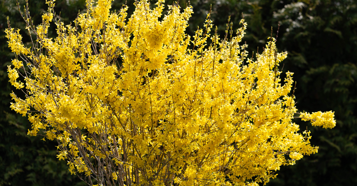 forsythia