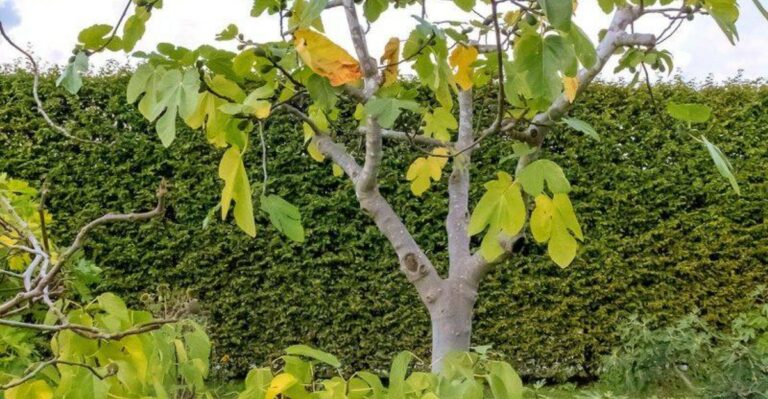 The One Thing North Carolina Fig Trees Need Before September Ends
