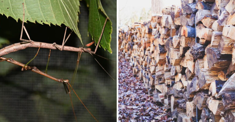 What’s Bringing Walking Sticks Onto Tennessee Porches This Time Of Year