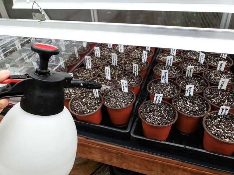 Start these 6 vegetables from seed indoors in Wisconsin and you’ll transplant a head start in spring