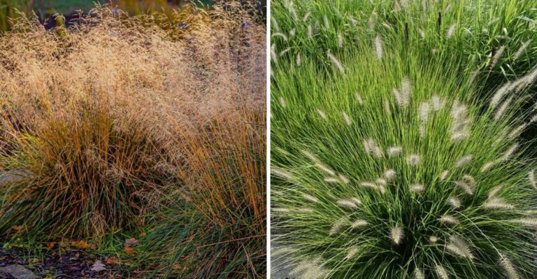 The Best Ornamental Grasses To Pair With Perennials In Pennsylvania Borders