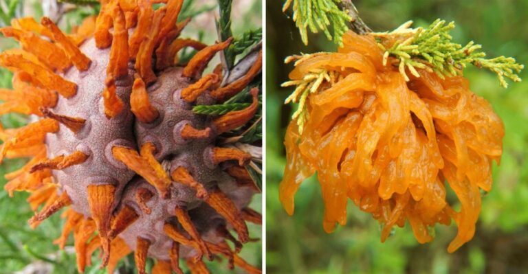 What Cedar-Apple Rust Galls Look Like On Michigan Junipers Before Spring
