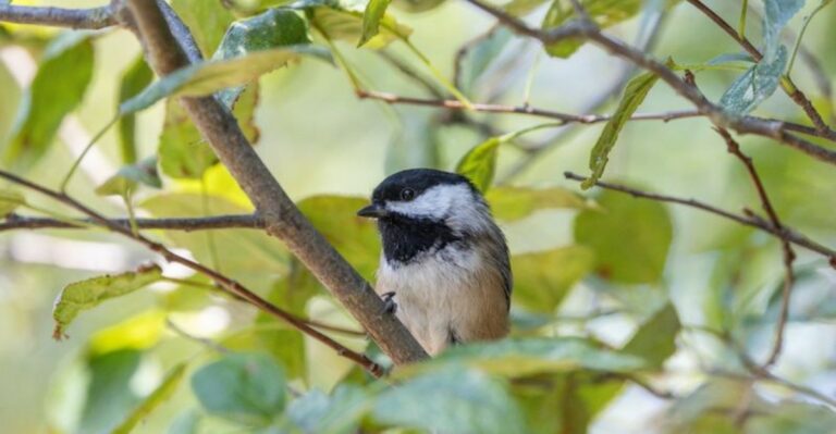 What Missing Songbirds In Your North Carolina Yard This September Are Really Telling You