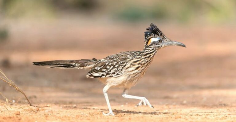 The Meaning Behind Seeing Roadrunners In Your Texas Yard This Fall
