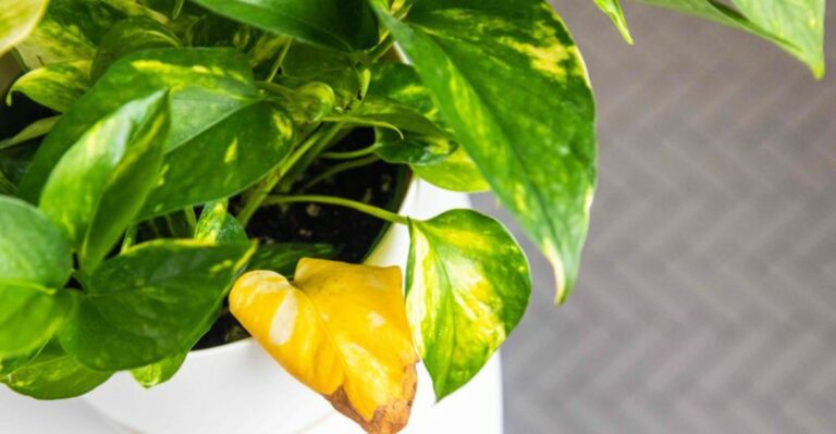 10 Reasons Your Pothos Leaves Are Turning Yellow