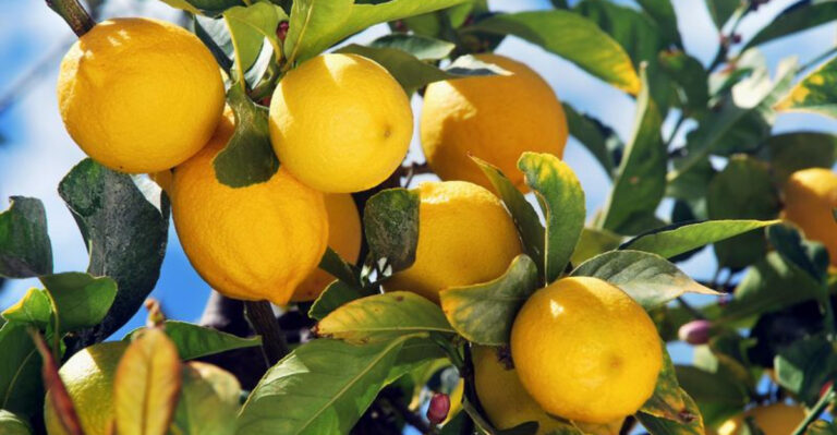 Georgia Citrus Growers Are Using This Trick Before The First Cold Snap